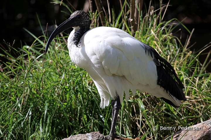 Hellig Ibis 1.jpg - Hellig Ibis (Threskiornis aethiopicus)
